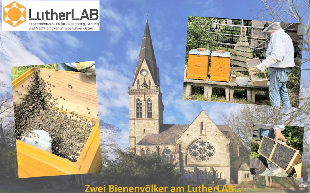Zwei Bienenvölker am LutherLAB…